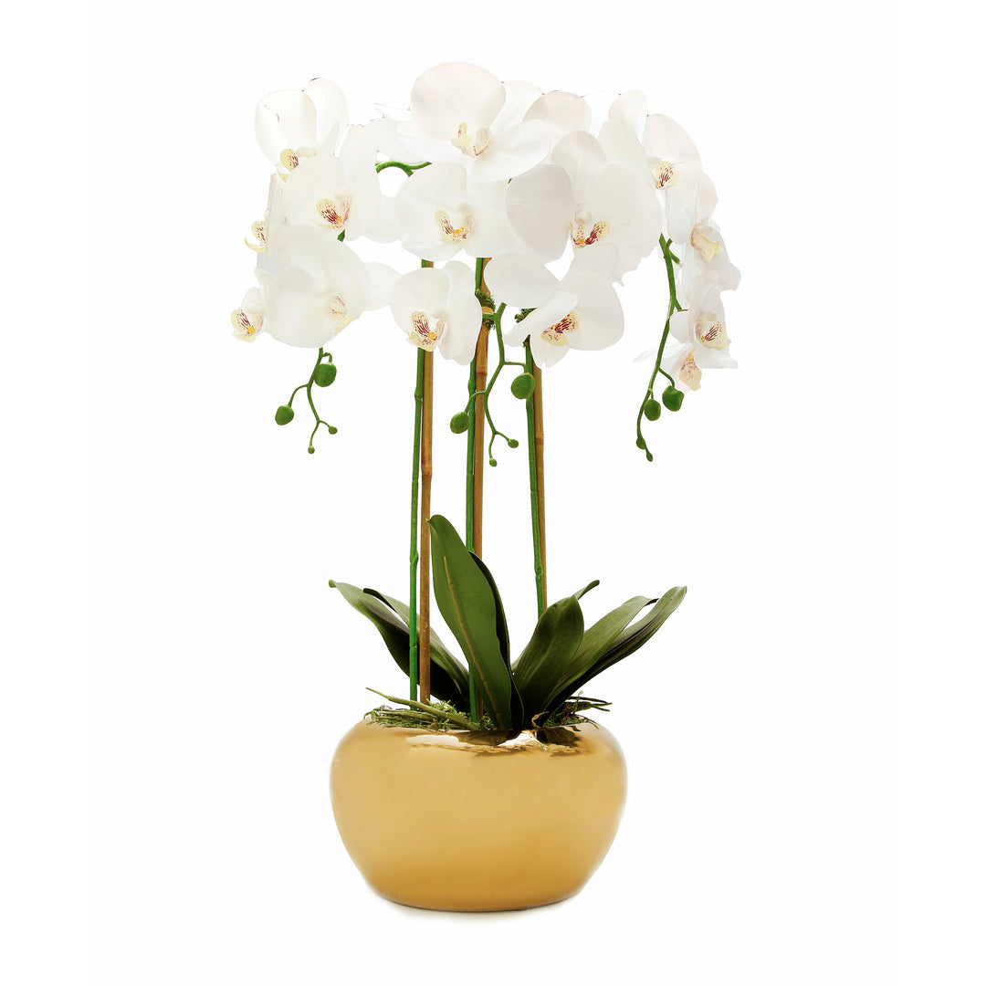 3 Branch White Orchid Plant